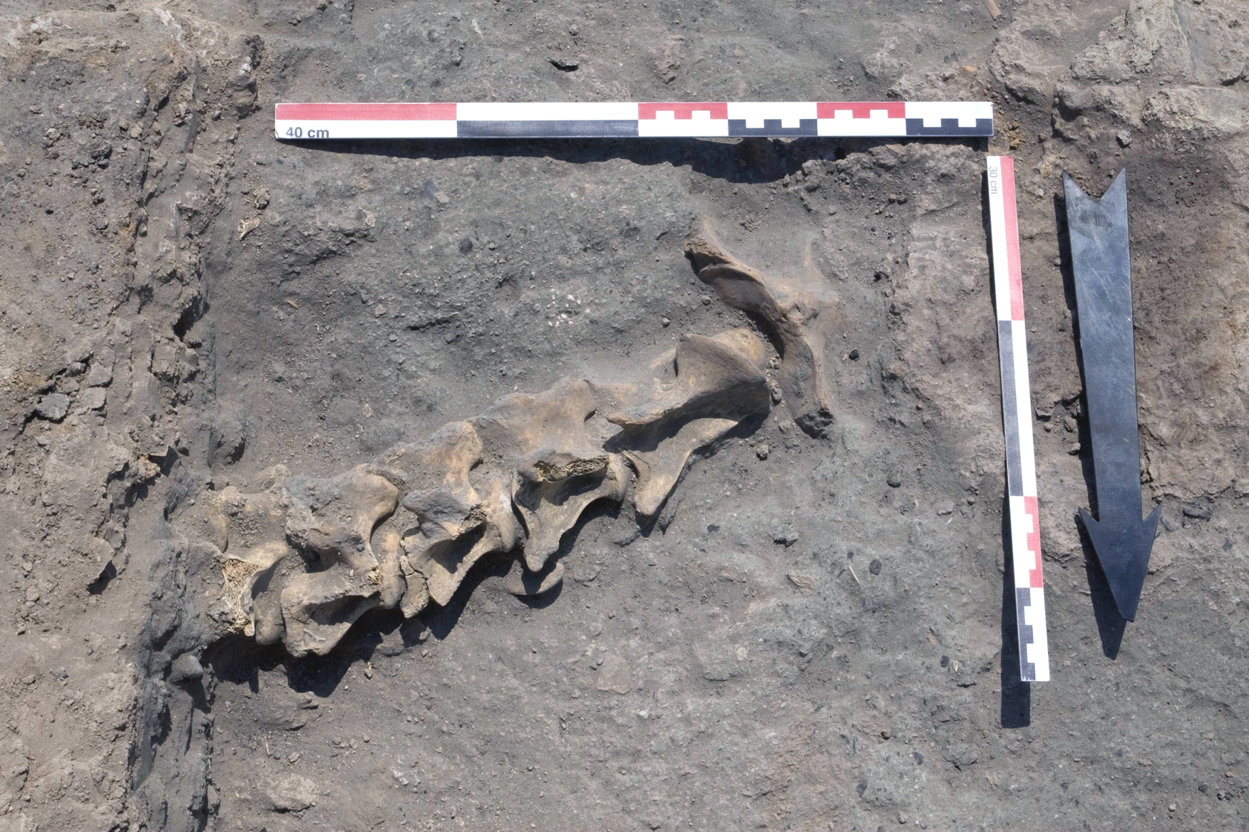 Articulated vertebral elements of cattle in the Eastern Midden.